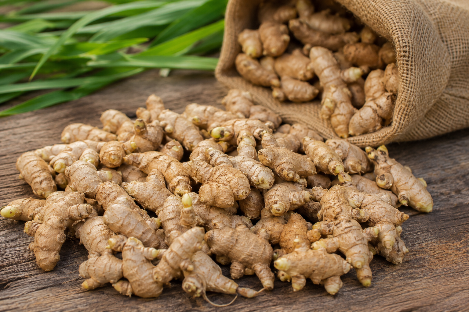 Ginger Seeds